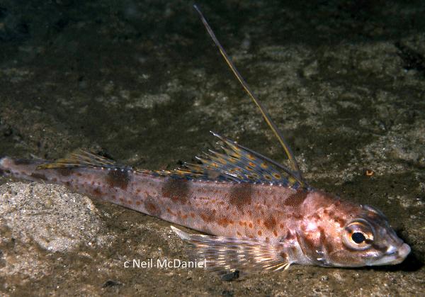 Photo of Zaniolepis latipinnis by <a href="http://www.seastarsofthepacificnorthwest.info/">Neil McDaniel</a>